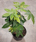 6" Pachira Money Tree Braid